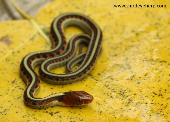 California Red-sided Garter Snake